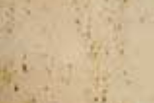 Liuni SpA Camaro Stone - 2