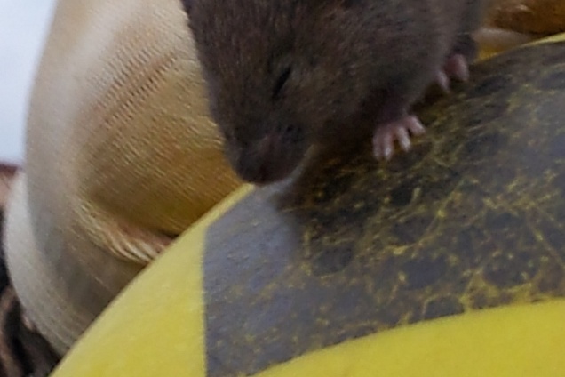 POSATORI PAVIMENTI - 1