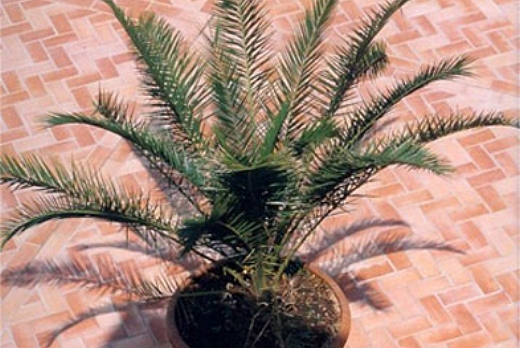 Il Ferrone Sestini e Tozzetti - 5