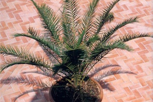 PAVIMENTI IN COTTO - 5